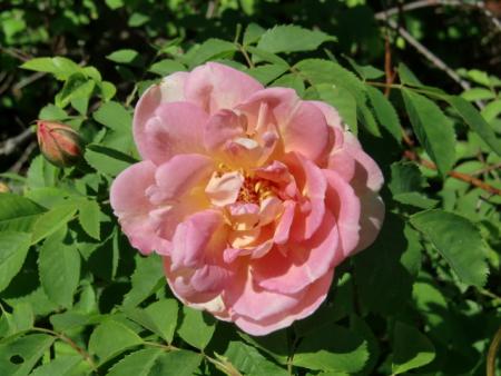 gallery_12789_4771_79183.jpg