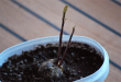 tn_gallery_50775_4804_284747.png