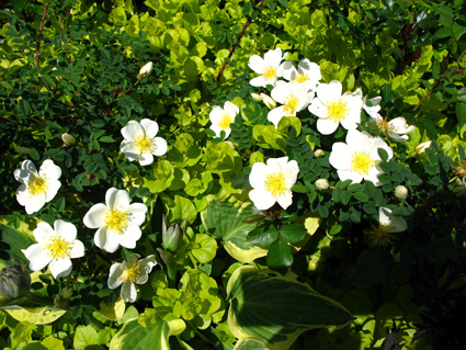 gallery_276_1640_76603.jpg