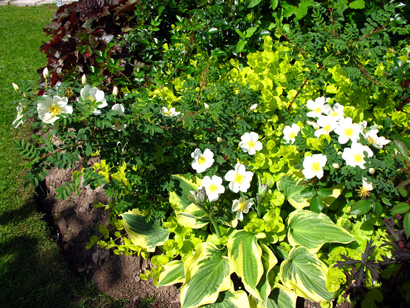 gallery_276_1640_81459.jpg