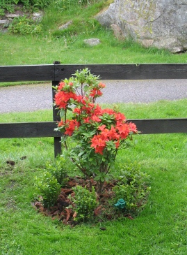 gallery_53006_4808_75699.jpg