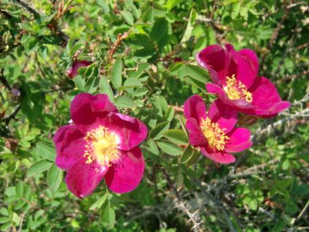 gallery_12789_4771_100814.jpg