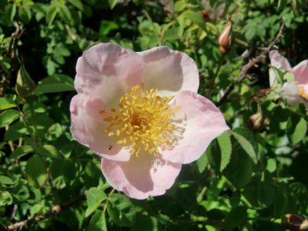 gallery_12789_4771_105730.jpg
