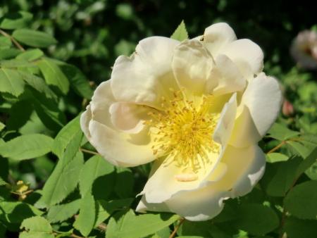 gallery_12789_4771_120005.jpg