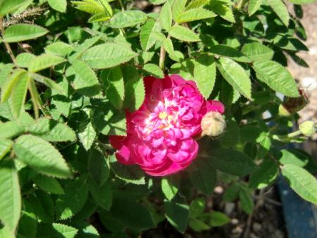 gallery_12789_4771_165802.jpg