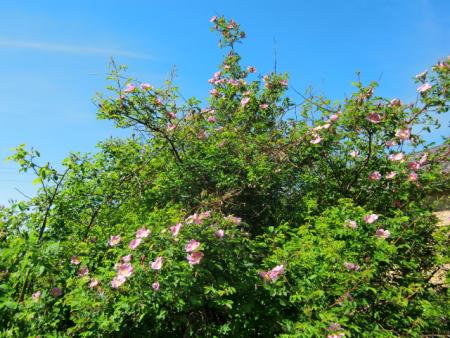 gallery_12789_4771_37779.jpg