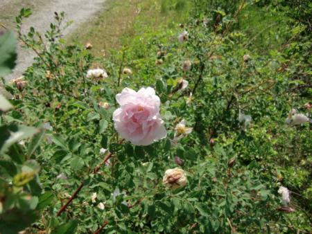gallery_12789_4771_54715.jpg