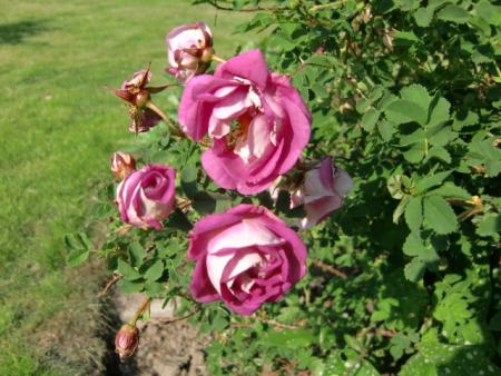 gallery_12789_4771_70408.jpg