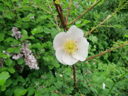 gallery_12789_4771_173145.jpg