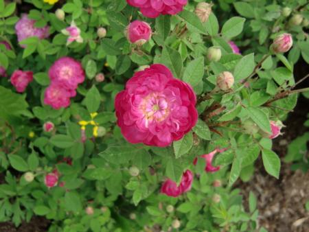 gallery_12789_4771_74182.jpg