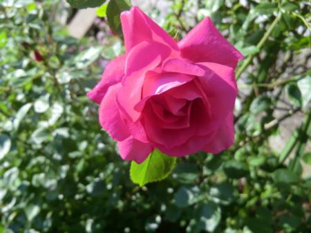 gallery_12789_4771_84943.jpg