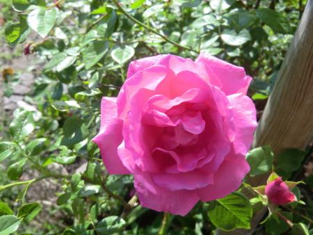 gallery_12789_4771_93237.jpg