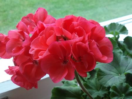 gallery_54645_4823_12741.jpg