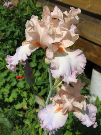 gallery_805_4821_105332.jpg