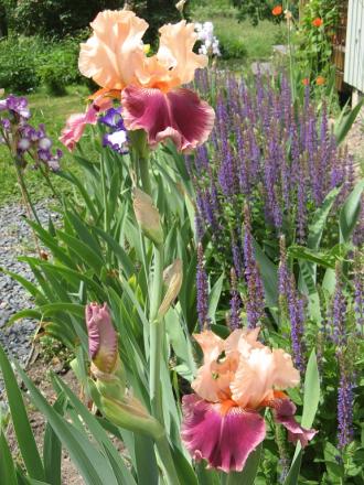 gallery_805_4821_45704.jpg