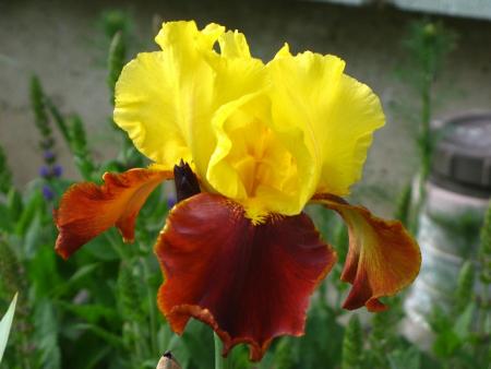gallery_805_4821_55174.jpg