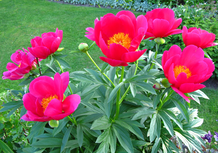 gallery_276_3515_69951.jpg