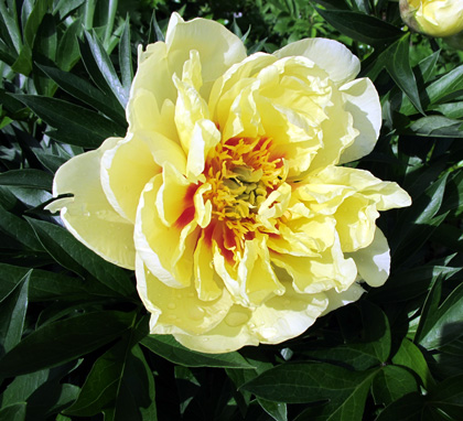 gallery_276_3515_79871.jpg