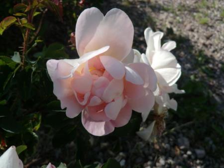 gallery_12789_4771_55047.jpg