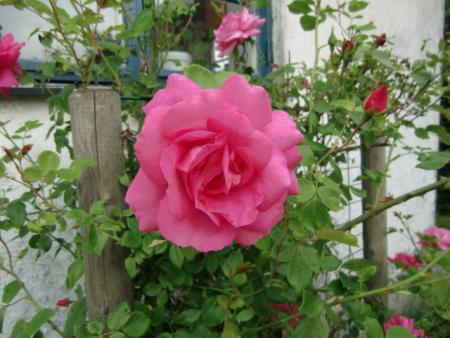 gallery_12789_4828_2101.jpg