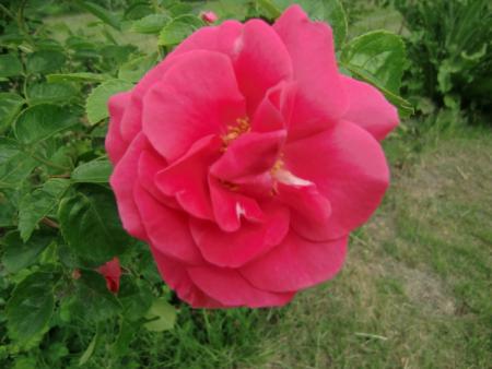 gallery_12789_4828_3903.jpg