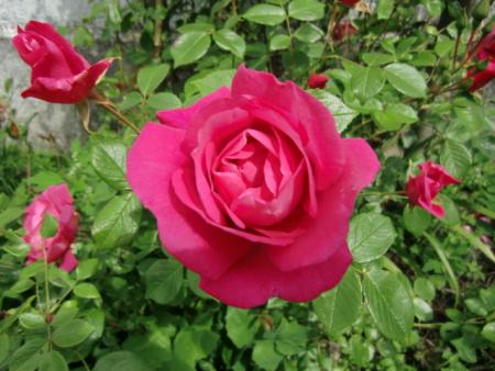 gallery_12789_4828_183763.jpg