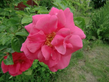 gallery_12789_4828_190057.jpg