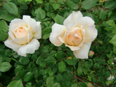 gallery_12789_4828_3528.jpg