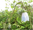 tn_gallery_47068_4833_323987.png