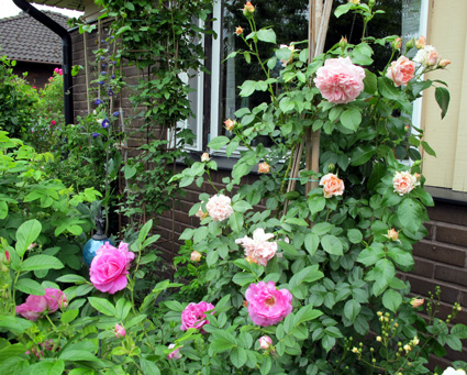 gallery_276_1250_82141.jpg