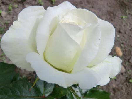 gallery_12789_4828_28678.jpg