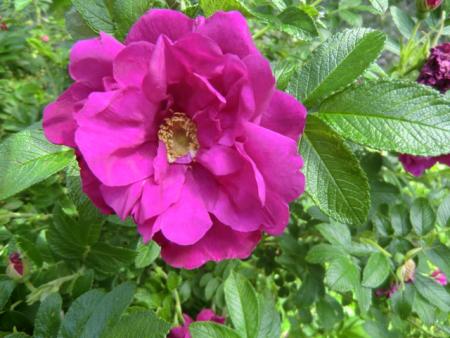 gallery_12789_4828_36220.jpg
