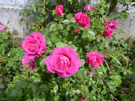 gallery_12789_4828_43003.jpg
