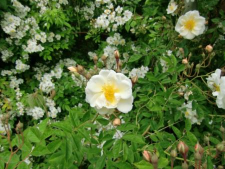 gallery_12789_4828_92344.jpg