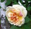 tn_gallery_276_1640_1771.jpg