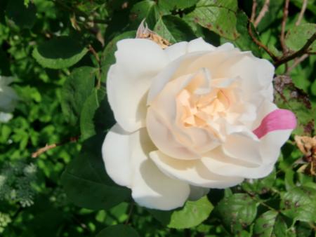 gallery_12789_4771_111021.jpg