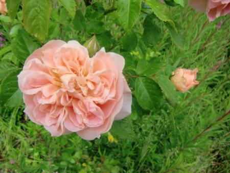 gallery_12789_4771_279946.jpg