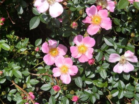 gallery_12789_4828_114490.jpg