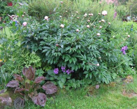 gallery_2529_1142_17937.jpg