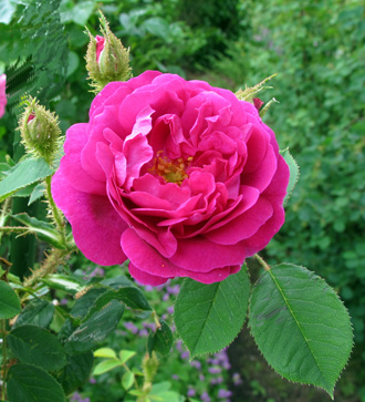gallery_276_1643_58461.jpg