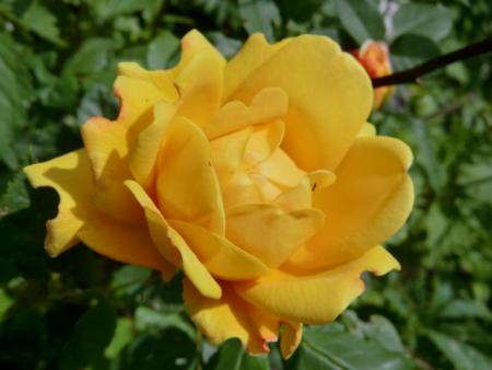 gallery_12789_4828_13508.jpg