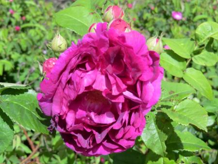 gallery_12789_4828_15385.jpg