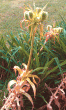 tn_gallery_57332_4850_53466.gif