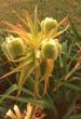 tn_gallery_57332_4850_7606.gif