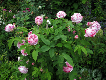 gallery_276_1641_84822.jpg