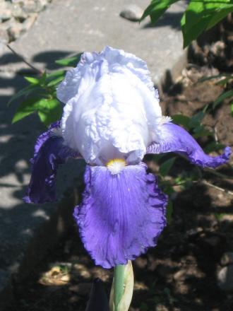 gallery_10539_2455_49674.jpg