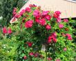 tn_gallery_276_1271_84823.jpg