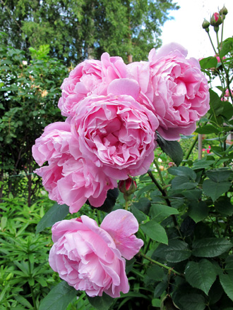 gallery_276_1247_68452.jpg