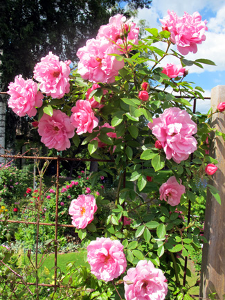 gallery_276_1250_27682.jpg