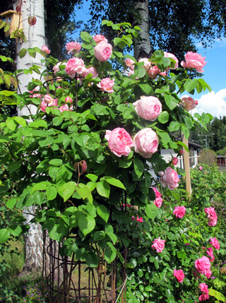 gallery_276_1250_3011.jpg